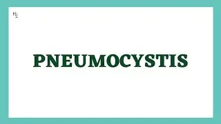 Pneumocystis | Pneumocystis jirovecii | medzukhruf
