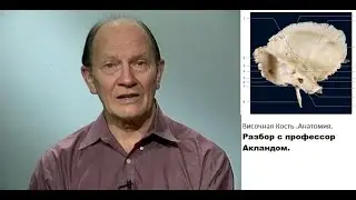 Анатомия костей черепа.Височная кость. Разбор с профессором Акландом.