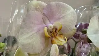 Я как будто была на отдыхе! 🌸 Всё таки поход в орхидейный магазин отлично заряжает батареи! 🌸