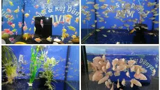 BALIK ÇEŞİTLERİMİZ DEN KARELER