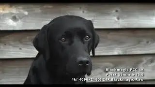 Big Black Dog Jumps Over A Five-Bar Gate (Lumix S1 vs BMPCC 4k)