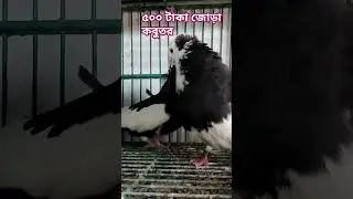 রবিন ভাইয়ের কবুতর কিনুন|| #রেসার_কবুতর #গিরিবাজ_কবুতর #চিলা_কবুতর