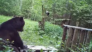 лесная столовая видео с фотоловушки
