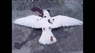 O HOMEM ESTRAGOU TUDO - Faixa 15, CD 1 (Direto do Campo de Extermínio, 2003)