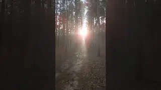 Сосновый бор