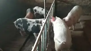Заселение в новою клетку.
