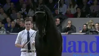 HK 2024   Event 2   Studbook Stallions 13 years and older   German
