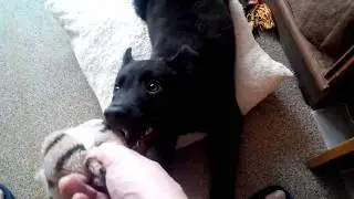 Щенок Миша. Пока на карантине - играем дома!