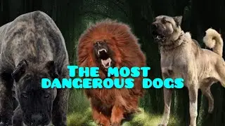 Courage Unleashed: The Bravest Dogs in the World