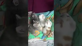 Котята наблюдают за шариком #trending #youtubeshorts