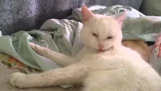 Мой кот, кошка умывается.