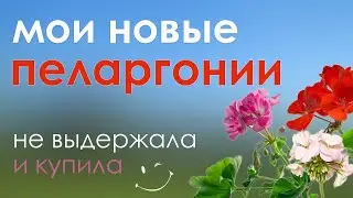 Мои новые 