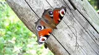 🦋 Юрий Коваль. Бабочка
