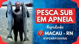 Pesca da Barracuda | Pesca Submarina em Apneia #pesca #pescasub #pescasubmarina