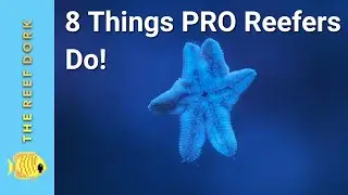 8 Things Experienced Reefers Do (That Noobs Don't)