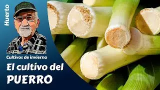 𝗣𝗨𝗘𝗥𝗥𝗢: EL CULTIVO COMPLETO, COMO PRODUCIR PUERROS EN CASA