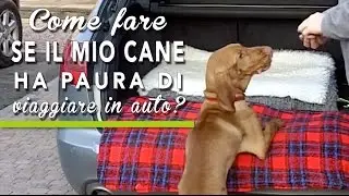 TUTORIAL BAU BOYS - Come fare se il mio cane ha paura di viaggiare in auto?