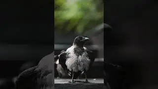 Вороны и их поведение)