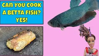Can you eat betta fish? Yes!!