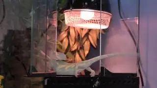 Все О Домашних Животных: Не Удержался..