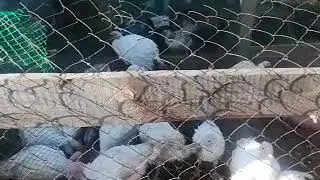 Мои индюки. Сложно ли выкормить индюка.
