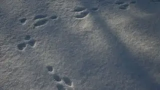 Охота на зайца. А заяц то был.