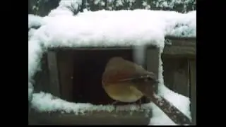 Birds In Snow