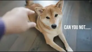 How to Annoy Your Dog 101 | Bagel the Shiba