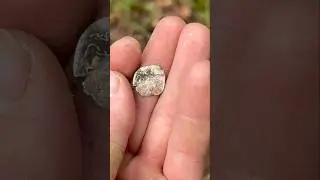 Находок здесь полно и все сверху… Распаханный кошелек🔥 Поиск с металлоискателем #находка #коп #лес