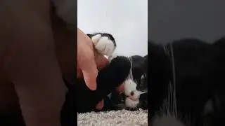 Love Bites 😻🐾 
