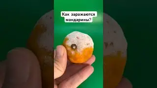 Болезни МАНДАРИНОВ #еда #наука #научпоп #новыйгод