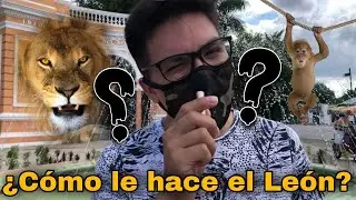 SI FUERAS UN ANIMAL ¿Cuál Serías? 🤔