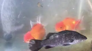 ANAKAN IKAN KAKAP HASIL MACING HIDUP BARENG BERSAMA IKAN KOKI DI AIR TAWAR