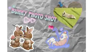 Bunny photo shoot!!