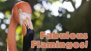 Fabulous Flamingos! Animal Science for Kids