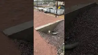 Установка бордюров и укладка брусчатки