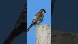 American Kestrel #shorts