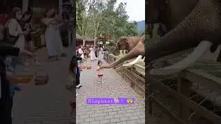 Elephant🐘🐘🐘 😨😨😨? #shortsfeed #shorts