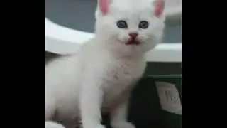 Котенок спит в лотке!