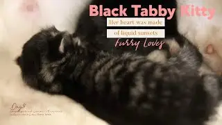 Newborn Black & Tabby Kitten