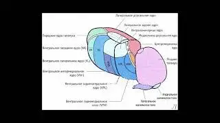 5.9 Сознание. Ядра таламуса. Септальная область