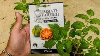 Así trasplanto mis 🍅 italianos con FitLeaf