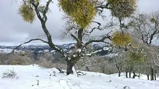 Henry Coe Under Snow 2023 (Backpacking)