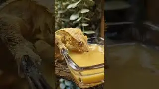 что ест бананоед ? 