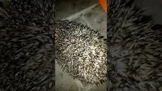 Ёжик у дверей