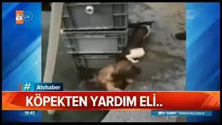 KÖPEK'DEN KEDİ'YE YARDIM ELİ...