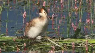 Bahri Show 4K  Great Crested Grebe