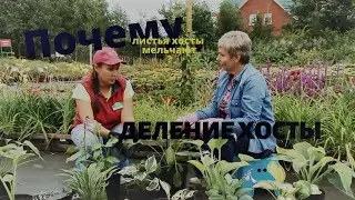Почему мельчают листья хосты?