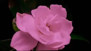 я не успел ?