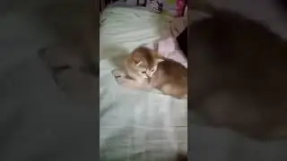 Золотая британочка с изумрудными глазками
